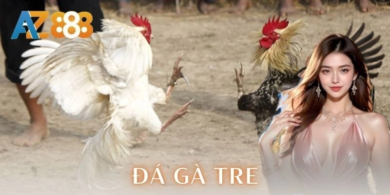 Đá gà tre: Chiến thuật và mẹo cược đỉnh cao cho anh em