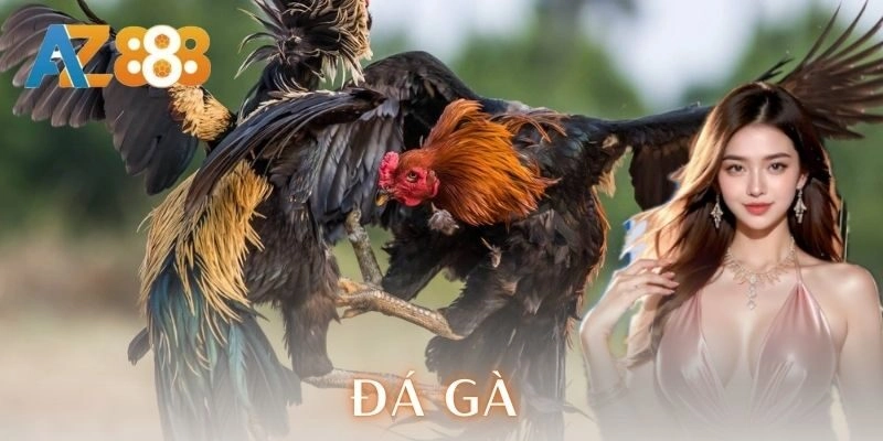 đá gà AZ888