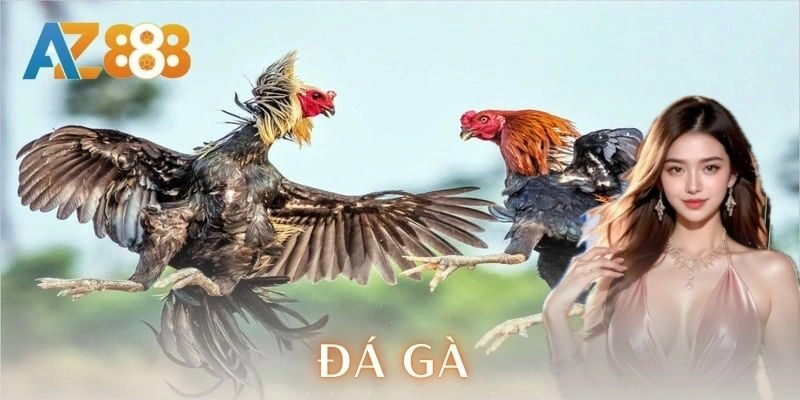 Tại sao đá gà lại hấp dẫn người chơi