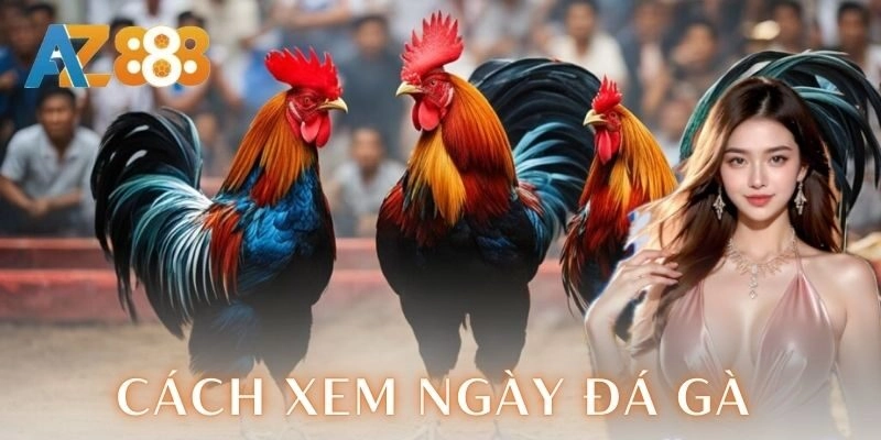 Tại sao phải quan tâm cách xem ngày đá gà